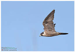 Peregrine Falcon