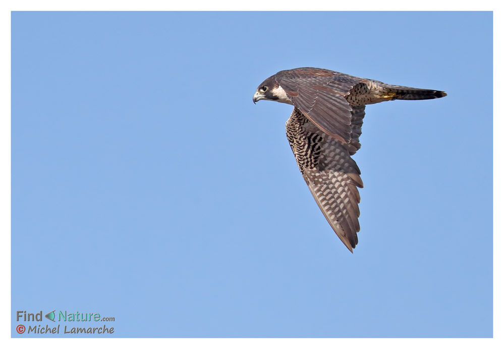 Peregrine Falcon