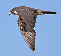 Peregrine Falcon