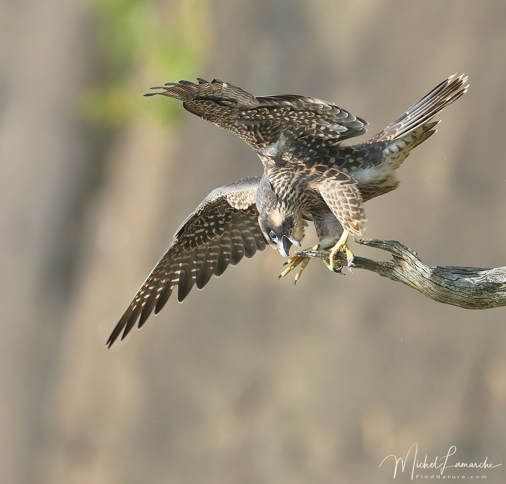 Peregrine Falconjuvenile