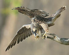 Peregrine Falcon