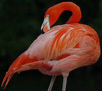 Flamant des Caraïbes