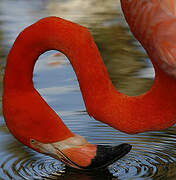 Flamant rose