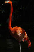 Flamant rose