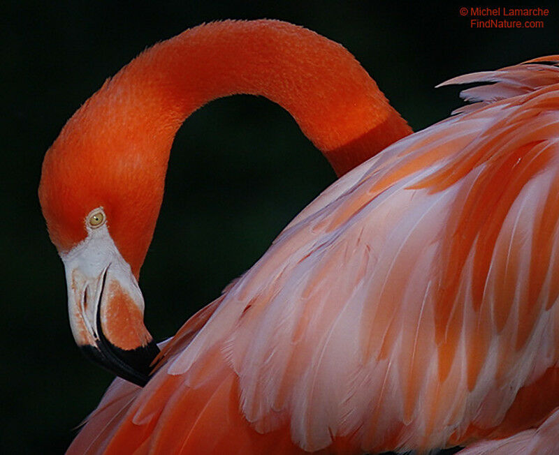 Flamant rose