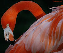 Flamant rose