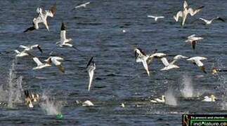 Northern Gannet