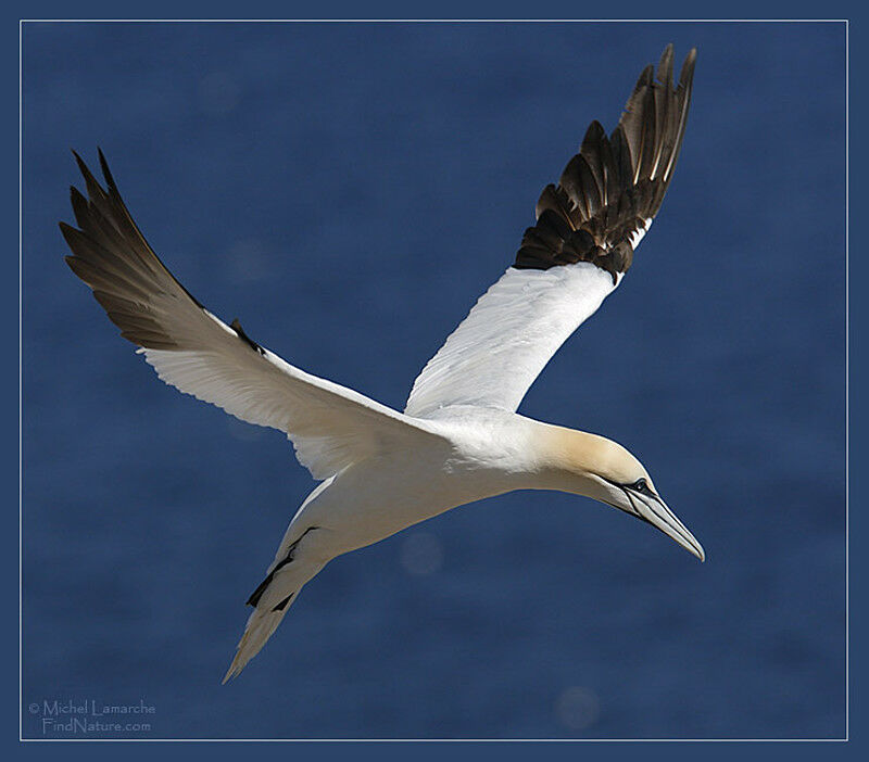 Northern Gannet