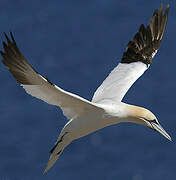 Northern Gannet