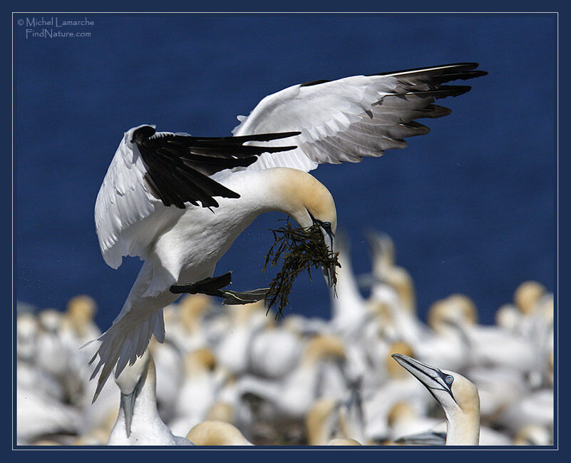 Northern Gannet