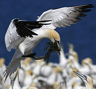 Northern Gannet