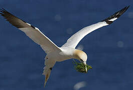 Northern Gannet