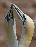 Northern Gannet