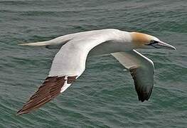 Northern Gannet