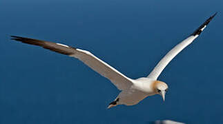 Northern Gannet