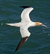 Northern Gannet