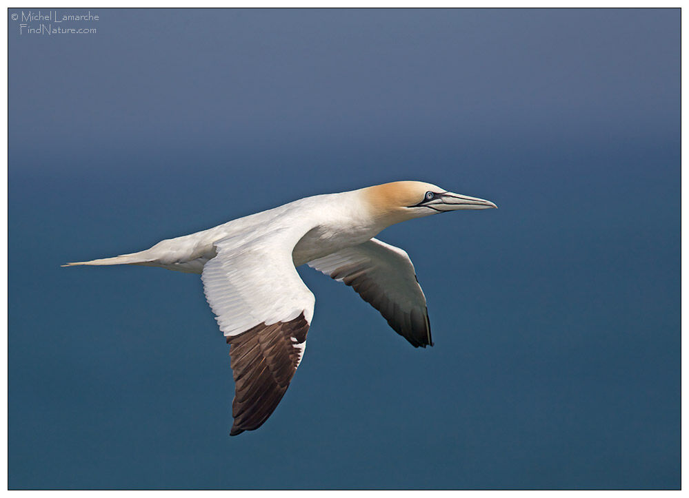 Northern Gannet, Flight