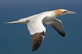 Northern Gannet