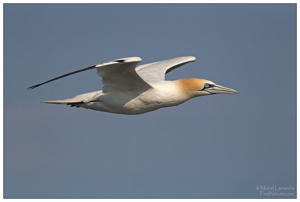 Northern Gannet, Flight