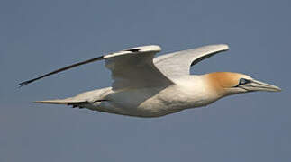 Northern Gannet