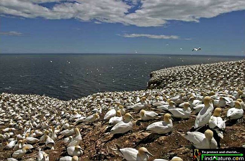 Northern Gannet