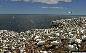 Northern Gannet