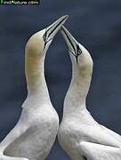 Northern Gannet