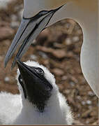 Northern Gannet