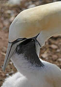 Northern Gannet