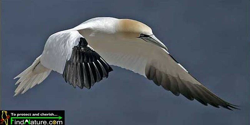 Northern Gannet