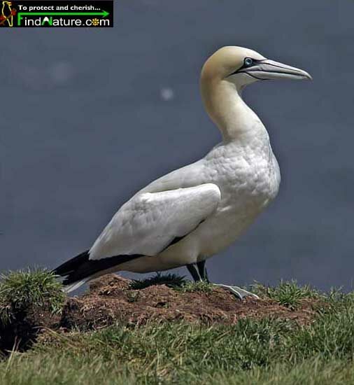 Northern Gannet