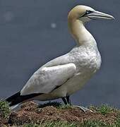 Northern Gannet