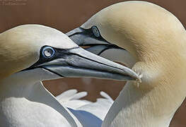 Northern Gannet