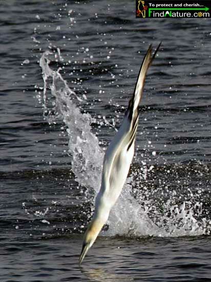 Northern Gannet