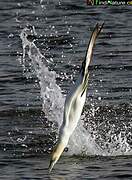 Northern Gannet