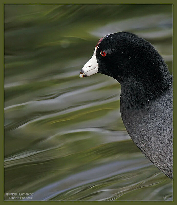 Foulque d'Amériqueadulte, portrait