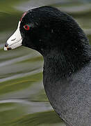 American Coot