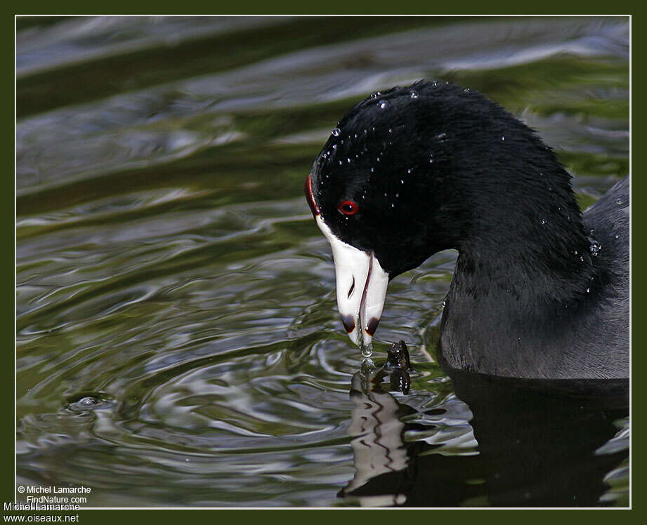 American Cootadult, eats