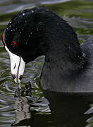 American Coot