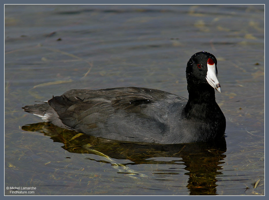 American Coot