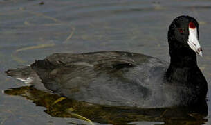 American Coot