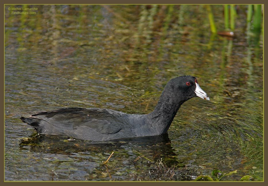 Foulque d'Amérique