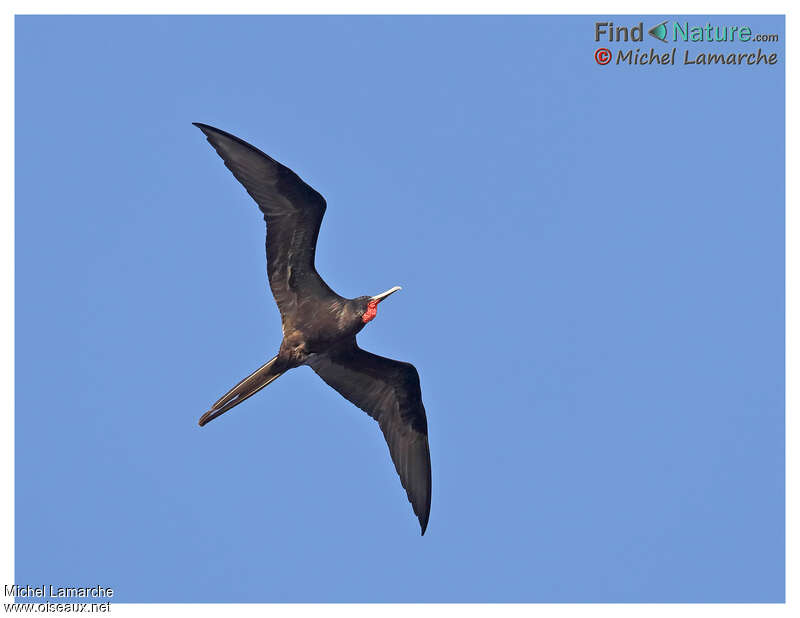 Magnificent Frigatebird male adult, Flight