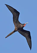 Magnificent Frigatebird