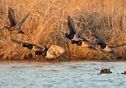 Ring-necked Duck