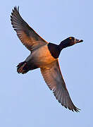 Ring-necked Duck