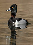 Ring-necked Duck