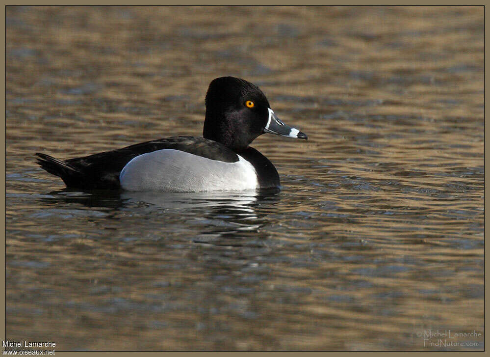 Ring-necked Duck male adult breeding, pigmentation, swimming