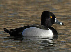 Ring-necked Duck