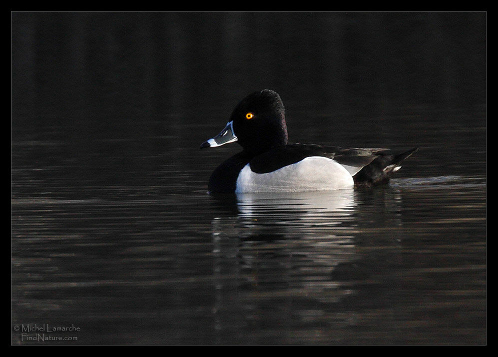 Ring-necked Duck male adult breeding